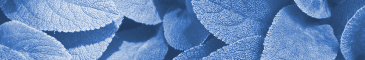 Title image for blog post: Immersion Training: Ein neues Trainingsformat führt zu nachhaltigem Nutzen